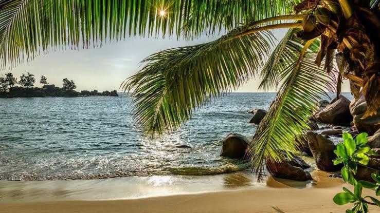 Calangute Beach Palms